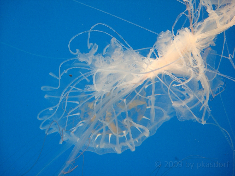 Baltimore [2009 July 02] 212.JPG - Scenes from Baltimore's Inner Harbor.